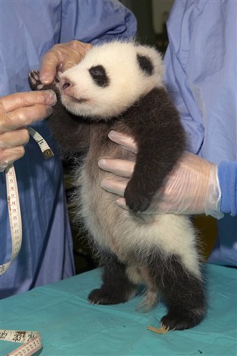 Panda Couple a Model of Fertility