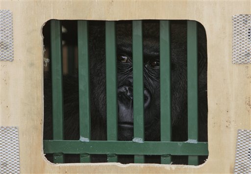 Kidnapped Gorillas Go Home