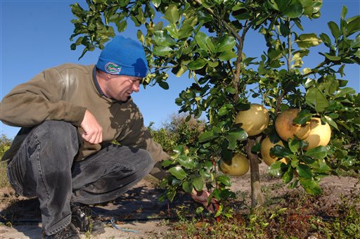 Fla. Growers Fight Record Cold