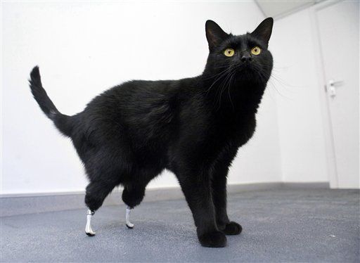 Cat Walks Again Thanks to New Surgery