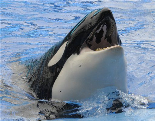 In Noisy Oceans, Whales Must Shout