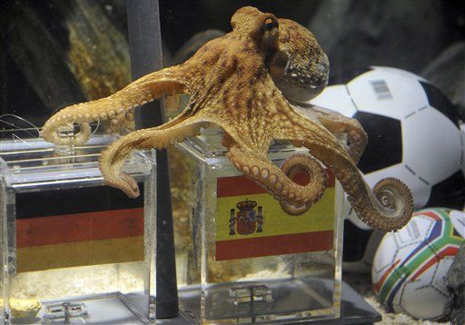 Germans Dine on Octopus After World Cup Loss