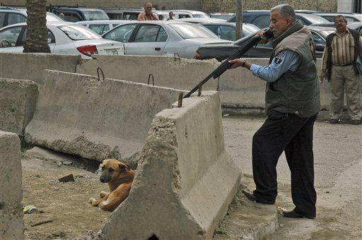 Baghdad Kills 58K Stray Dogs
