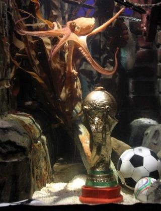 Paul the World Cup Octopus Retires