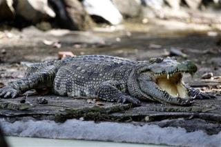 Fatso the Alligator Lets Drunk Visitor Live