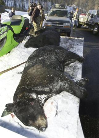 Bear Hunt to Protect Suburban New Yorkers