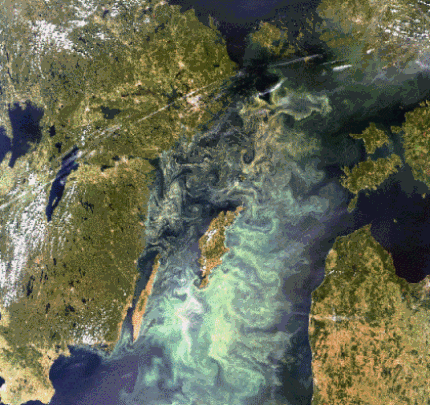 Algae Devouring Baltic
