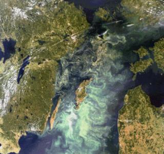 Algae Devouring Baltic