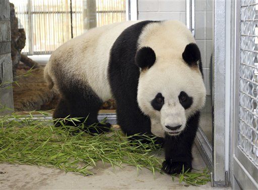 Beloved Panda Killed by Accidental Gassing: China