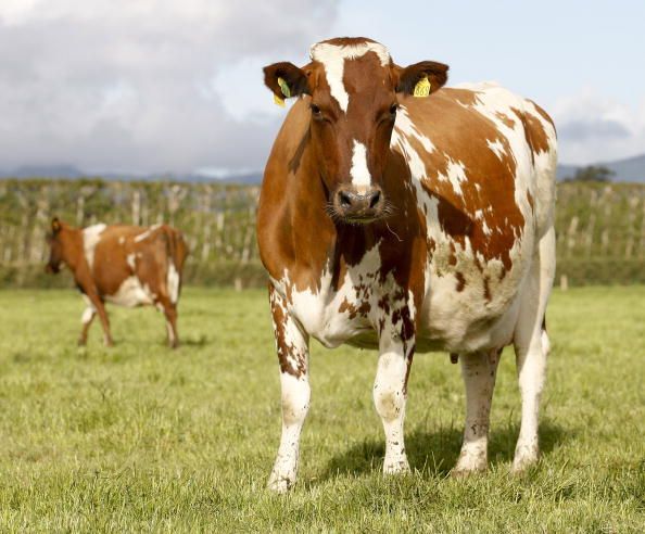 Your New Food Trend: Wine-Fed Cows