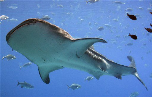 10 Places to Swim With Sharks
