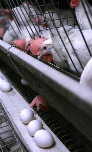 Salmonella Triggers Recall of 228M Eggs