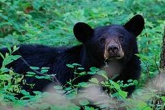 Police Find 10 Bears Guarding Marijuana Grow-Op