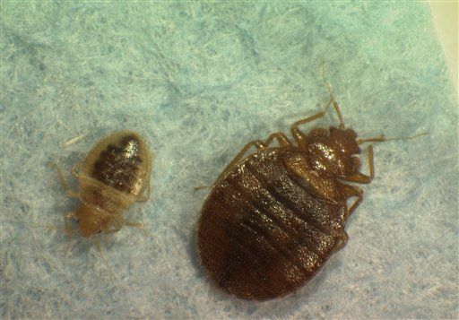 Bedbugs Invade NYC Cinemas