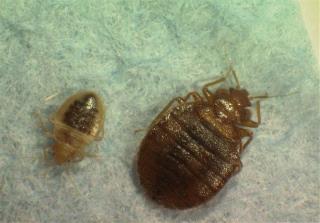 Bedbugs Invade NYC Cinemas