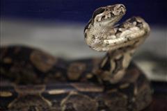 Snake Guarding Cocaine Found by Police