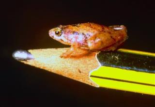 Pea-Sized Frog Found in Borneo