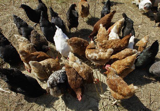 Salmonella Found in Chicken Feed