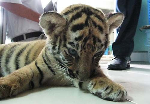 Tiger Cub Found in Luggage