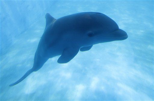 Dolphin Blood Doesn't Stain The Cove —So Far