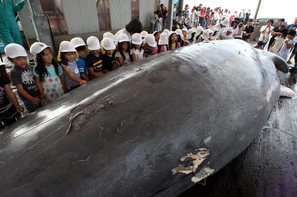 Greenpeacers Convicted of Stealing Whale Meat