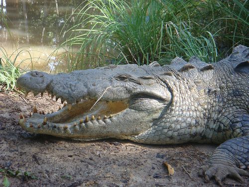 Mayan Mob Burns Crocodile Sanctuary