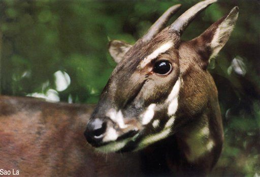 Endangered Species: Rare Saola, or 'Asian Unicorn,' Dies After Being Captured in Laos