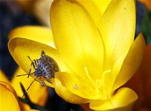 Stink Bugs Invade Eastern US