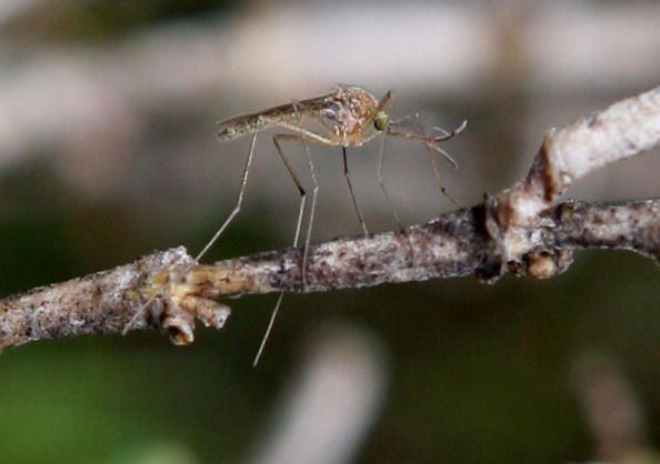 Genetically Modified Mosquitoes to Battle Dengue