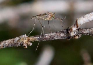 Genetically Modified Mosquitoes to Battle Dengue