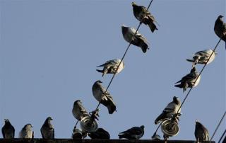 Pigeons Love to Gamble: Study