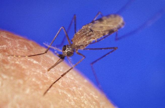 Mutating Malaria Mosquito Breeds Panic