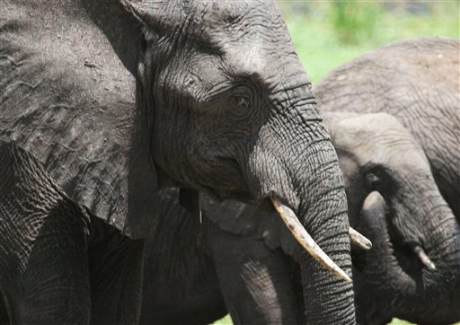 South Africa to Lift Ban on Killing Elephants