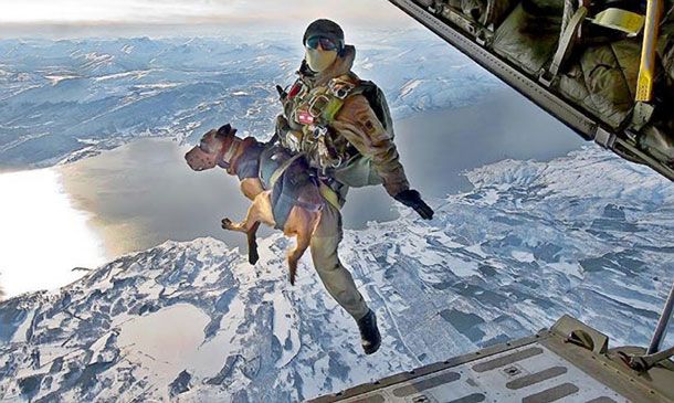 Parachuting Dogs Join Afghan War
