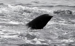 Whales Face 'Serious' Sunburn Threat