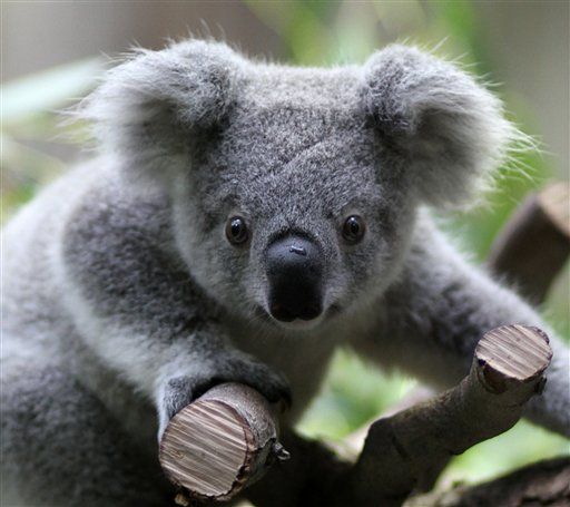 Baby Koala Fights for Life After Shooting