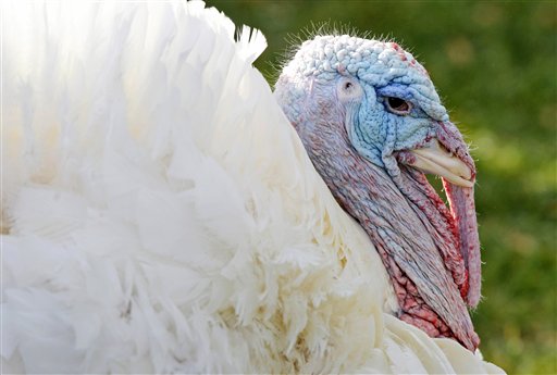 Obama Spares Turkeys 'Shellacking'
