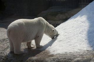 US Sets Aside Land in Alaska for Polar Bears