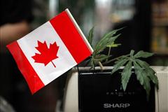 Half of Canada in Favor of Legal Marijuana
