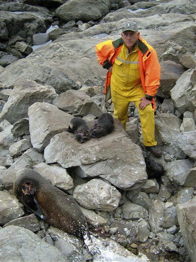 Seal Pups Clubbed to Death in Sanctuary
