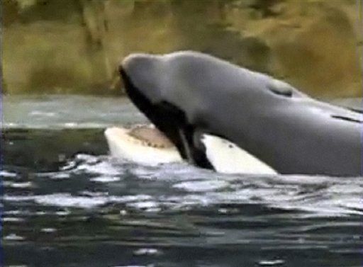 Tommy Lee: Sea World's Whale Masturbation 'Sick, Twisted'