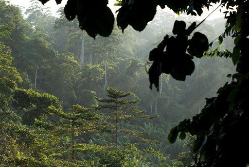 Nations Near Deal to Save Tropical Forests