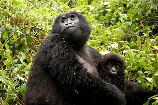 Central Africa's Imperiled Gorillas Surge 26%