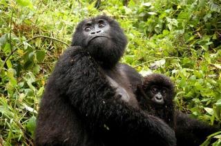 Central Africa's Imperiled Gorillas Surge 26%