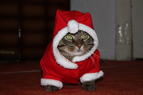 5 Things to Buy Your Cat for Christmas