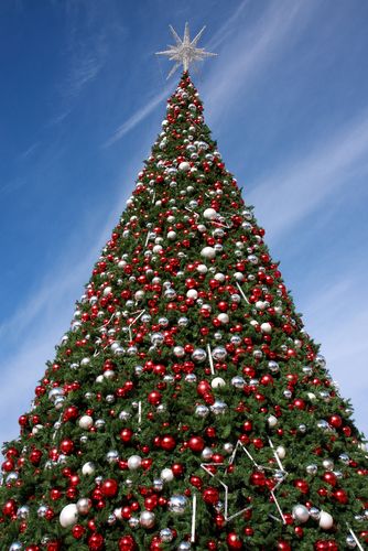Drunk Student Tries to Cut Down 30-Foot Christmas Tree