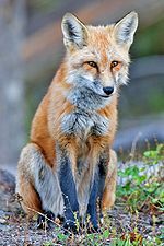 Giant Foxes Stalking England
