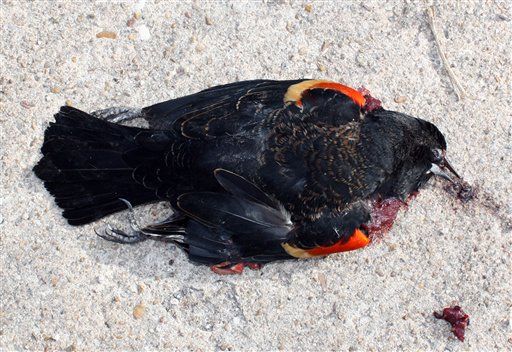 Now There Are Dead Birds in Louisiana, Too
