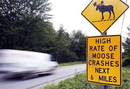 Canadians Sue Over Loose Moose