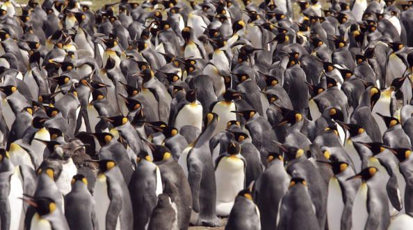 Tagging Hurts Penguins: Study